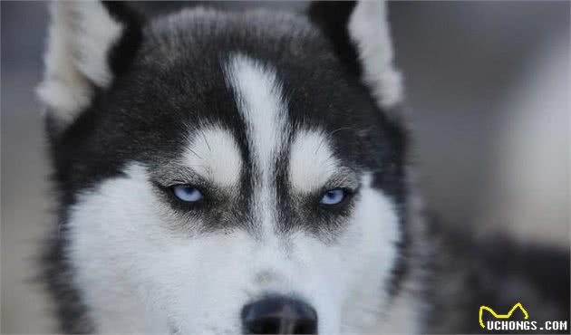 哈士奇犬好养吗？哈士奇狗智商，哈士奇犬性格大揭秘！看完你就懂了！