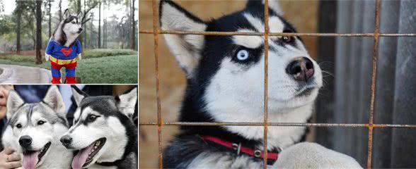 哈士奇犬好养吗？哈士奇狗智商，哈士奇犬性格大揭秘！看完你就懂了！