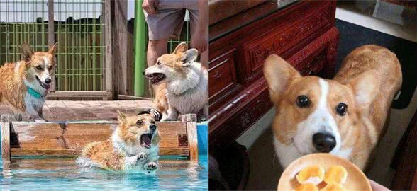 走出误区：饲养柯基犬，大部分宠主可能都做错了
