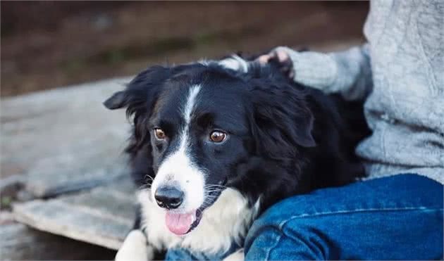 全球智商排名前十的犬种