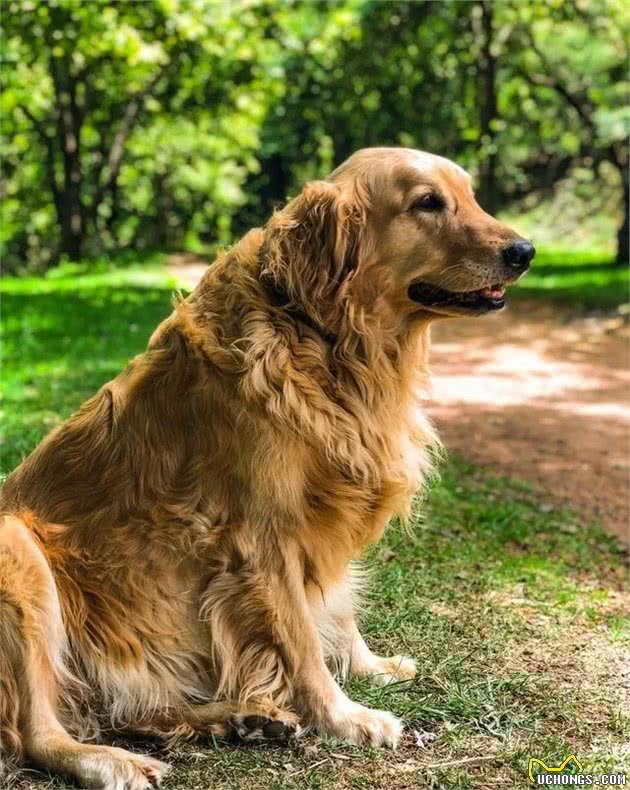 全球智商排名前十的犬种