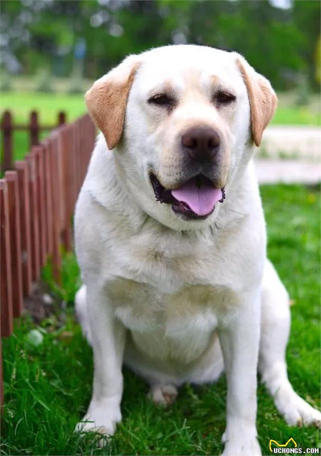 全球智商排名前十的犬种