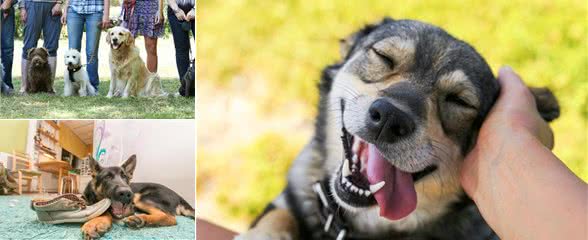 有这5个原则的主人，不费钱费力训犬，也能让狗狗渐渐变乖