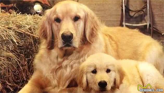 金毛寻回犬应当怎样训练？