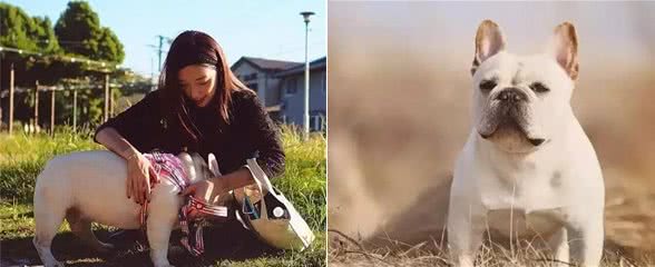训练法国斗牛犬时，请你谨记“5不要”，不然会更难训练！