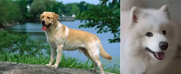 世界名狗排行榜，我们的中华田园犬入榜