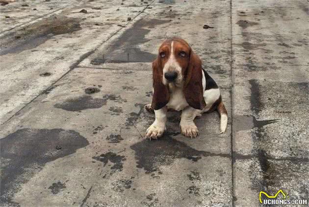 巴吉度犬卫生管理很关键，这些洗澡知识要了解，保障健康不困难