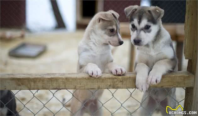 幼犬的营养需求与成犬有何不同？幼犬什么时候能够开始吃固体食物