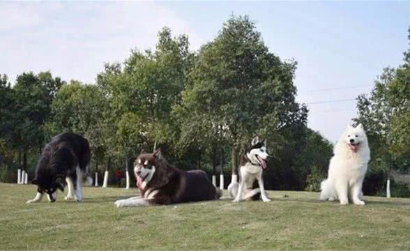 狗狗误食老鼠药之后的应急处置