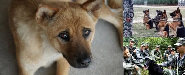 为什么中华田园犬不能做军犬？听完兵哥哥的诠释，确实不敢用