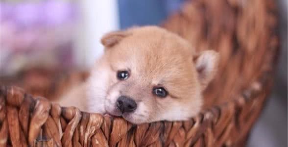 「柴犬基本知识科普」关于纯种柴犬简介、怎么挑选