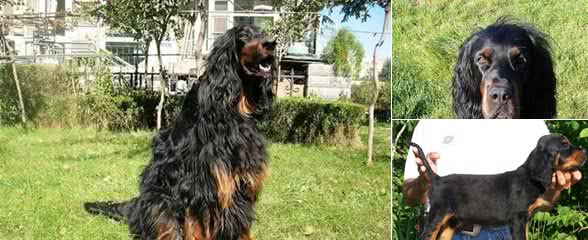 能力十足的哥顿塞特犬，在智商方面也是毫不逊色