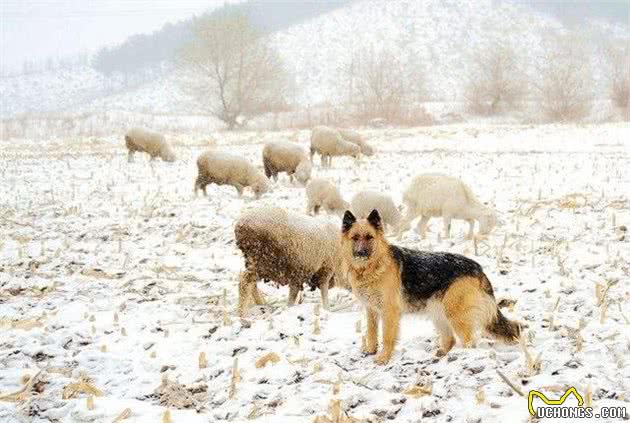 牧羊犬有什么特点？