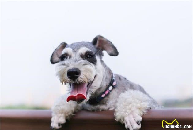 适合上班族饲养的三种小型犬—绝对有你喜欢