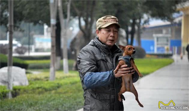 适合上班族饲养的三种小型犬—绝对有你喜欢