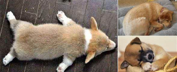 犬性格，能够从这6种睡姿中放映出来，那你家的属于哪一种
