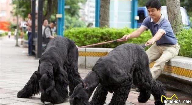 雪纳瑞犬气场不够，这类巨型款如何