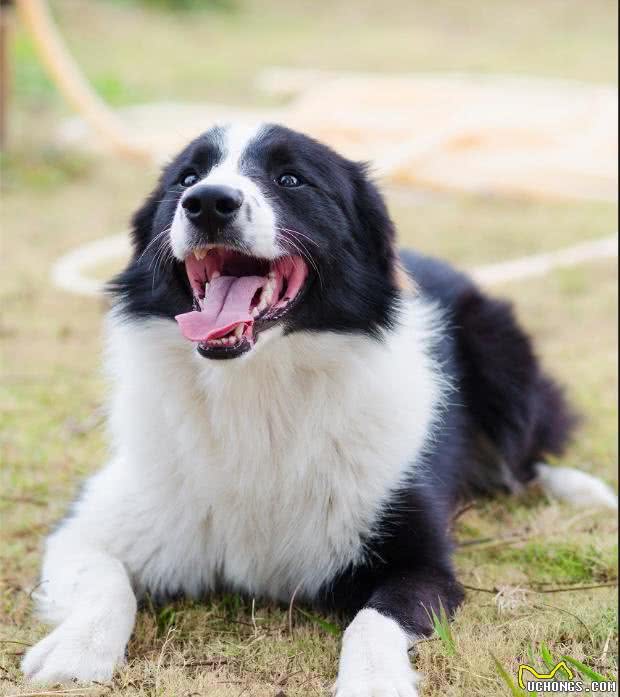 边境牧羊犬如何训练飞盘寻回！你是一个合格的边牧犬小主吗？