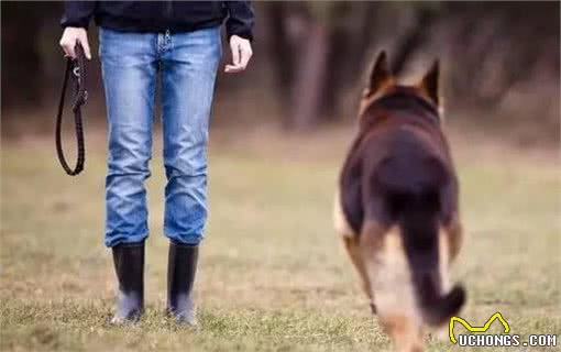 训犬不是训犬师才能做！只要主人懂得训犬基本方式，也能够