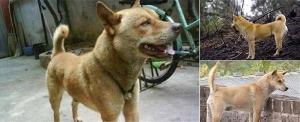 土狗为啥不必训练就能够看家？基因之外，还有另外三种原因