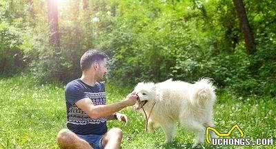 这样的爱斯基摩犬，你动心了吗？