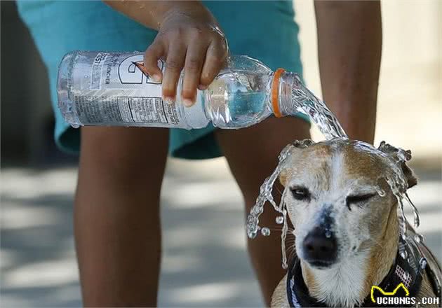 犬中暑这么处置，立刻给它洗个凉水澡，然后带去医院治疗