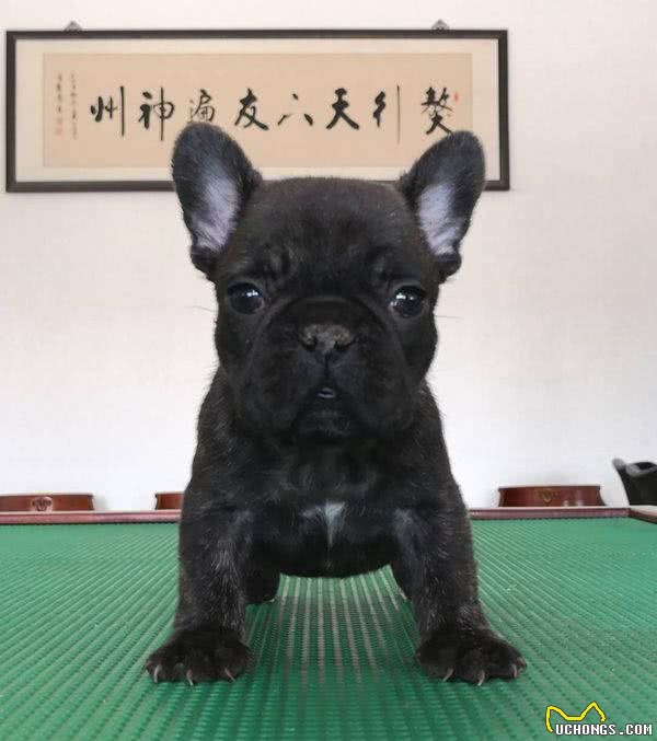 怎么选适合狗狗的玩具？看完你就知道了！