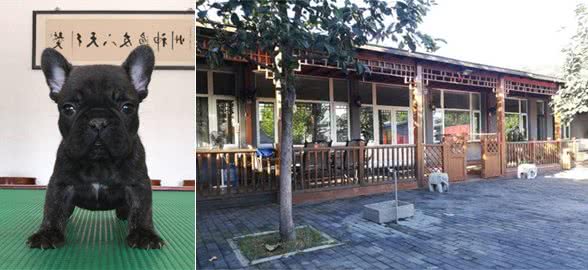 怎么选适合狗狗的玩具?看完你就知道了!