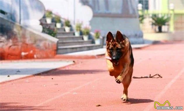 遛狗时需要注意的五点，德牧犬陪主人跑步，后肢却开始瘫痪！