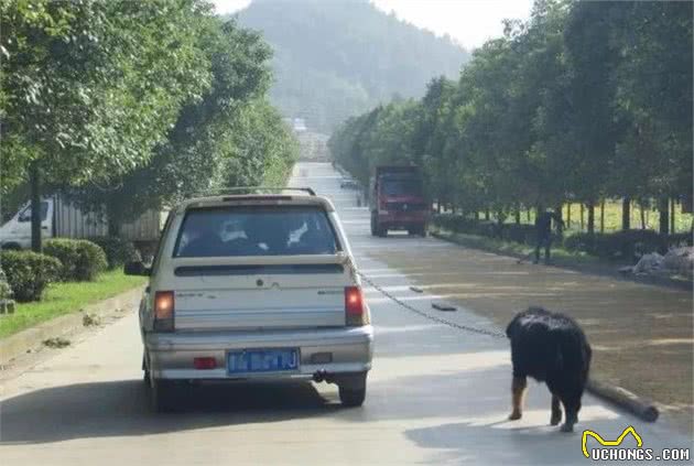 遛狗时需要注意的五点，德牧犬陪主人跑步，后肢却开始瘫痪！