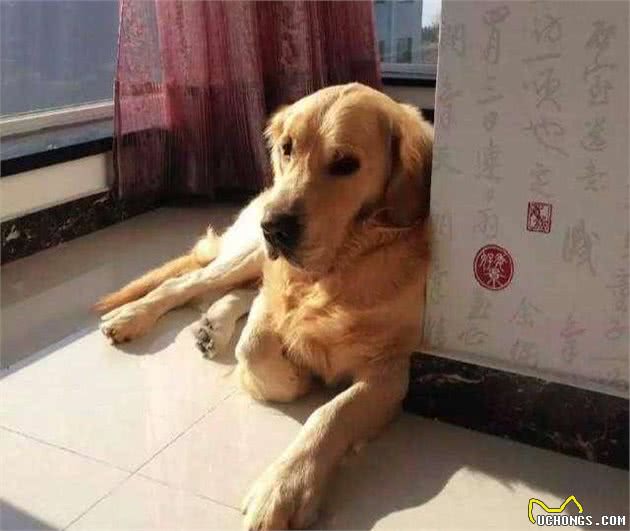 十岁金毛犬等若退休老人，爱宠寿命短暂，主人应学会五点帮狗狗养老