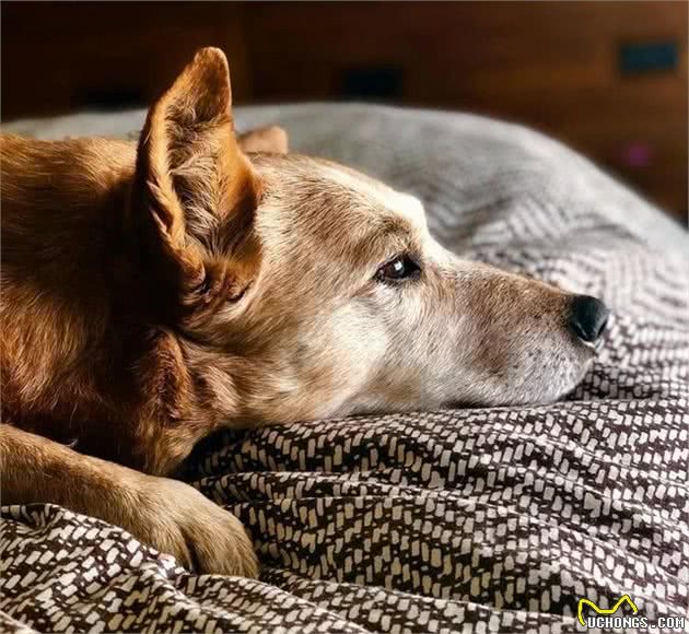 十岁金毛犬等若退休老人，爱宠寿命短暂，主人应学会五点帮狗狗养老