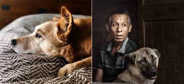 十岁金毛犬等若退休老人，爱宠寿命短暂，主人应学会五点帮狗狗养老