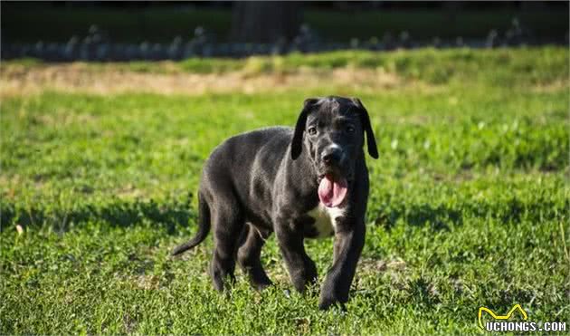 10种最好护卫犬，为你的孩子和家庭保驾护航！