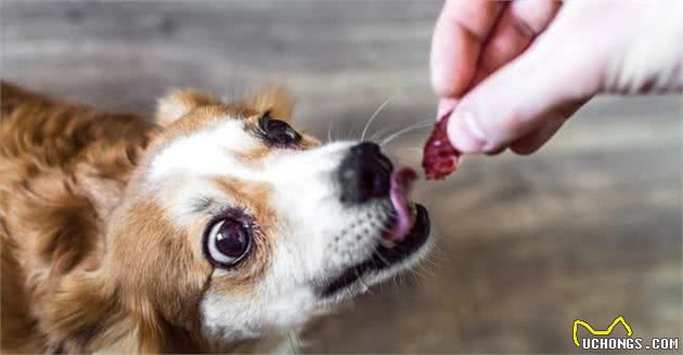 给狗狗买零食，淀粉类的少买！买训犬零食主人要注意这3点