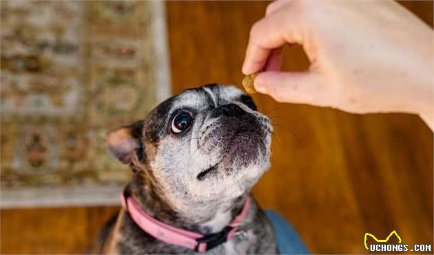 给狗狗买零食，淀粉类的少买！买训犬零食主人要注意这3点