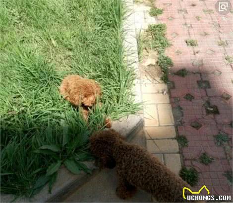 送给养宠小白：纠正泰迪犬挑食，其实没有你想的那么难！