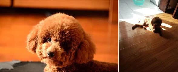 送给养宠小白：纠正泰迪犬挑食，其实没有你想的那么难！