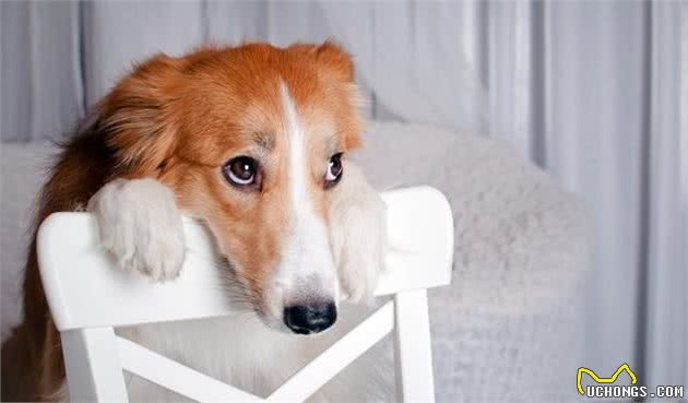 不吃犬粮，这样食物搭配，狗狗也健康