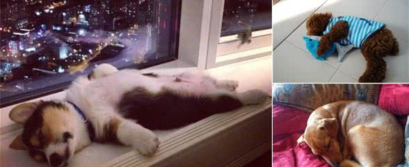 犬性格是什么？用它的睡姿判别，超准