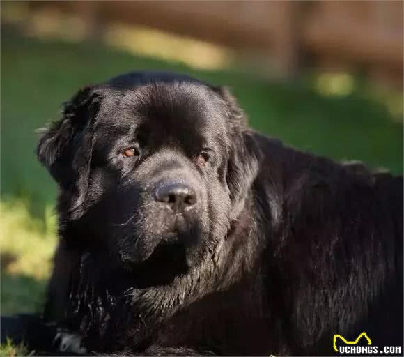 大块头也能够很温油，纽芬兰犬多是最表里不一的汪星人了