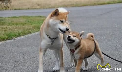 柴犬和秋田犬如何区分