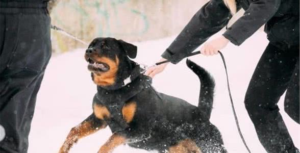 就算“罗威纳犬”有这些优点,你也不敢养