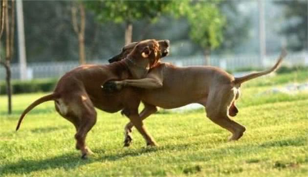 世界十大猎犬品种排名比特犬仅排第三