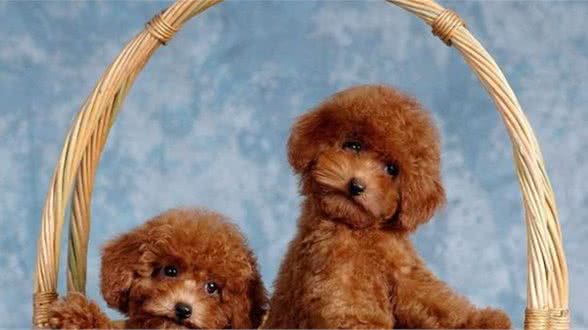 贵宾犬能活多长时间？想要狗狗的寿命更长，这样养准没错