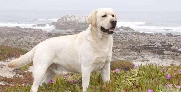 拉布拉多犬性格怎样，作为伴侣犬它们是典型