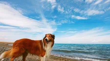 狗狗大讲堂之边境牧羊犬