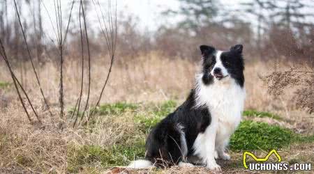 狗狗大讲堂之边境牧羊犬