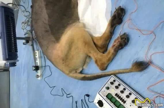 病历：8岁的德牧犬患了椎间盘突出，怎么办？