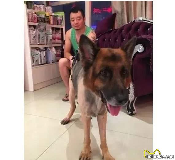 病历：8岁的德牧犬患了椎间盘突出，怎么办？